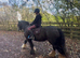 13.3 Childs pony/ ride and drive