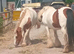 3yr old mare for sale