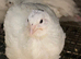 White jumbo quails