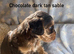 F1 cockapoo