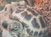 Young Horsefield Tortoises Available