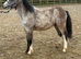 Welsh a type filly