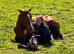 Thoroughbred mare for sale
