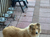 KC registered 6 month rough collie