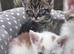 Last Kitten Available