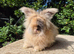 Stunning pedigree angora bunnies- imported parents