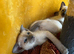 Siamese kittens ready now