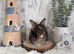 Vaccinated English Angora Babies