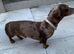 Dachshund boy