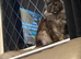 2 year old Maine coon