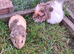 Female guinea pigs for sale