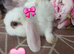 Baby mini lop girls