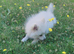 Beautiful White Female Pomeranian Puppy Looking for Her Forever Home