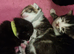 Rescue Cats/Kittens Ready to View/Reserve