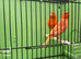 Dimorphic canary's