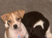 Jack russel pups availabe