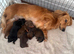 Stunning litter of long haired