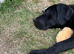 Cane corso puppy