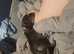 Stunning female mastiff mix puppy