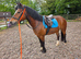 Toto super Welsh cob gelding allrounder