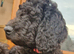 F1B Rare black standard Goldendoodle puppies in North Wales