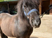 Mini Shetland Pony