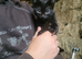Kittens for sale