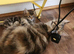 Female 5 month ginger silver tabby ,