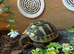Hermanns tortoise with full papers and set up