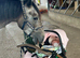 Flashy grey roan 3 year old mare.
