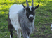 Pygmy Billy Goat