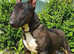 Proven Bull Terrier studs x 2
