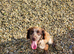 Cocker Spaniel