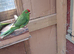 Baby  Kakariki  For Sale  .