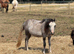 Shetland x welsh a filly
