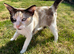 3 year old ragdoll cross female