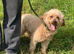 7 year old miniature poodle