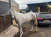 15.2  gelding 4 year old
