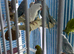 Indian ringneek parrots