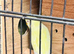 Breeding Pair of Budgies Sat on 10 eggs