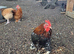 Pekin bantam Cockerells