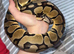 Various ball python for sale