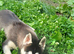 Siberian husky puppies