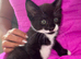 4 Beautiful Kittens looking for their forever home
