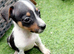 Jack Russell pups
