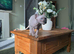 Sphynx kitten female looking for new loving family home