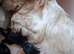 3 stunning kc registered puppies left