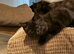 Male Maine Coon X British Shorthair with Rare Inhibitor Gene