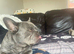 Male French bulldog