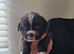 7 week old pocket bullys
